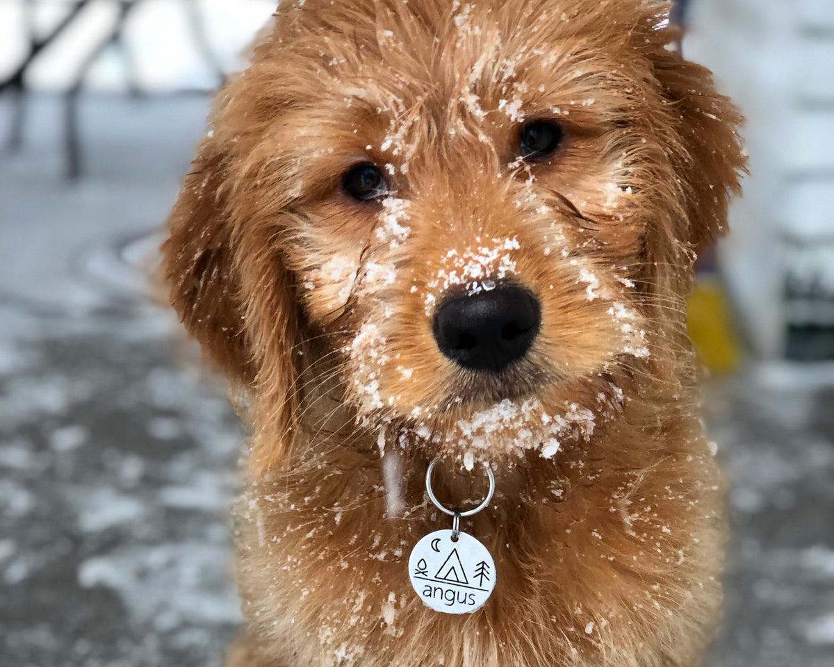 A close-up of a golden retriever dog with a collar and tag, covered in snow.