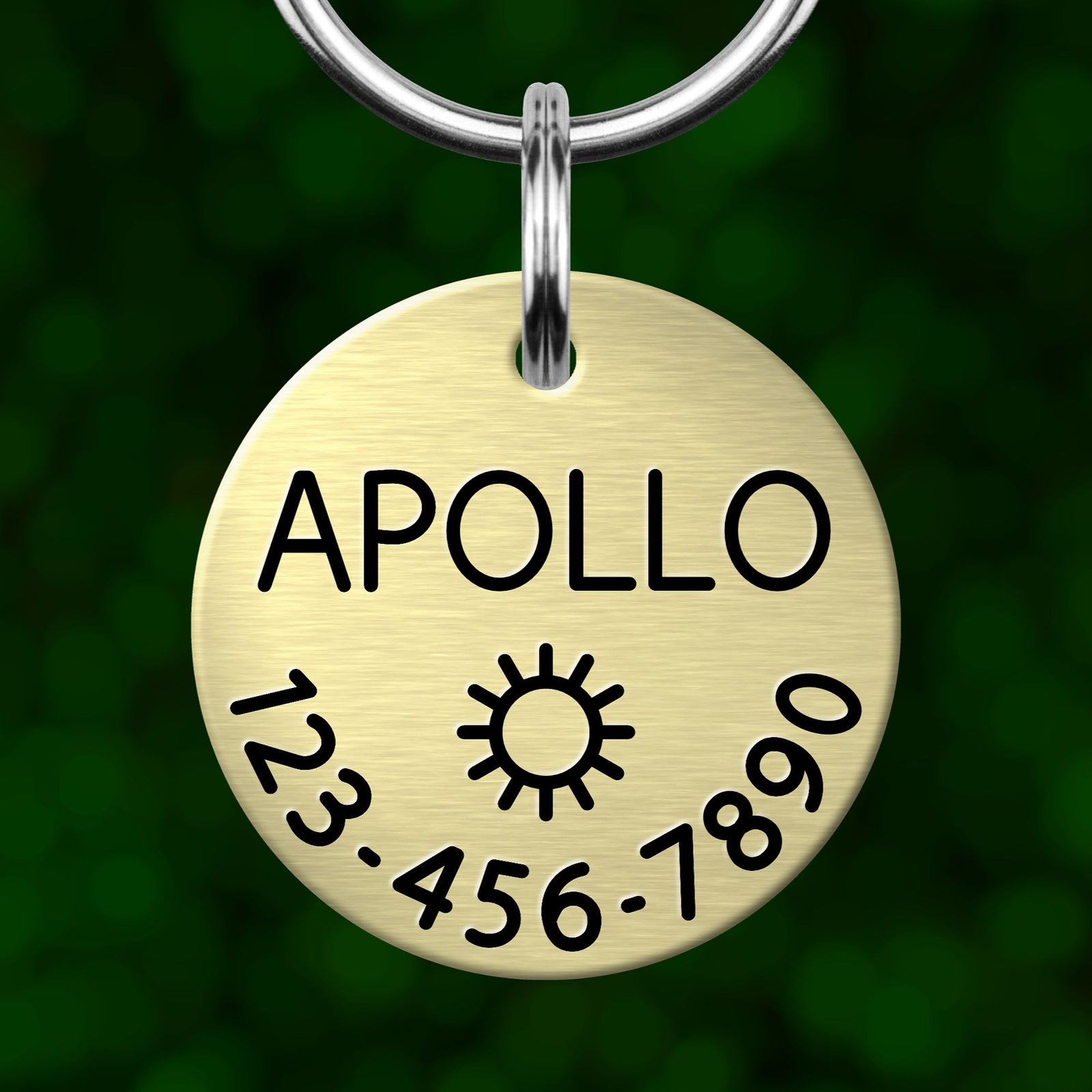 A gold-colored pet tag with the name "APOLLO" printed on it, along with a phone number and a sun symbol.