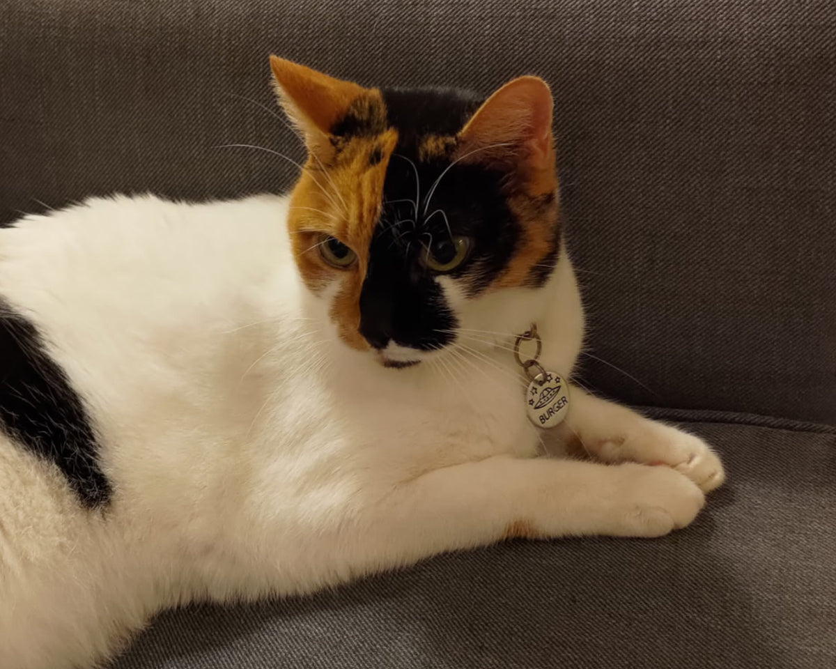 A calico cat with a collar and tag is sitting on a gray couch, looking directly at the camera.
